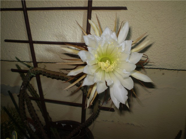 kaktus
